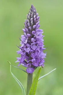 Orchidaceae Prints: Heath Spotted Orchid or Moorland Spotted Orchid -Dactylorhiza maculata-