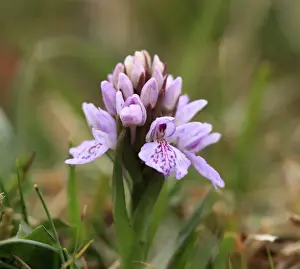 Orchids Prints: Heath Spotted Orchid or Moorland Spotted Orchid (Dactylorhiza maculata)