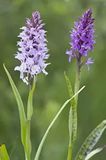 Variety Prints: Heath spotted orchid, Moorland spotted orchid (Dactylorhiza maculata)