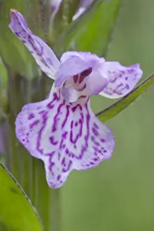 Orchid Prints: Heath spotted orchid, Moorland spotted orchid (Dactylorhiza maculata)