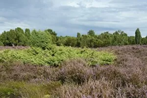 Images Dated 24th August 2014: Heather in bloom in a juniper grove, Emsland, Lower Saxony, Germany