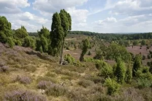 Images Dated 25th August 2013: Heather -Calluna vulgaris-, flowering, and Common Juniper -Juniperus communis-, Totengrund Valley