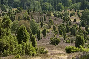 Images Dated 25th August 2013: Heather -Calluna vulgaris-, flowering, and Common Juniper -Juniperus communis-, Totengrund Valley