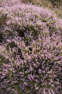 Heather Prints: Heather -Calluna vulgaris-, Sylt, Sylt, Schleswig-Holstein, Germany