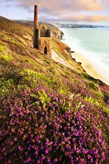 Cornwall England Gallery: Heather at dusk