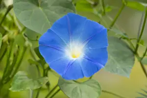 Heavenly Blue Morning Glory -Ipomoea tricolor-, flowering, Thuringia, Germany