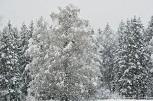 Heavy snowfall in a spruce mixed forest, branches of a birch tree bent by the snow load, near Raubling, alpine upland
