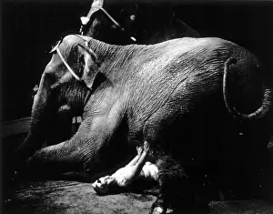 Circus Prints: Heavyweight