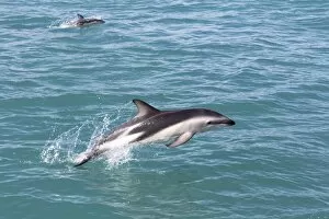 Images Dated 23rd January 2013: Hectors Dolphin -Cephalorhynchus hectori- jumping out of the water, Ferniehurst