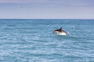 Hectors Dolphin -Cephalorhynchus hectori- jumping out of the water, Ferniehurst, Canterbury Region, New Zealand