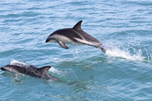 Hectors Dolphins -Cephalorhynchus hectori- jumping out of the water, Ferniehurst, Canterbury Region, New Zealand