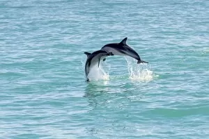 Images Dated 23rd January 2013: Two Hectors Dolphins -Cephalorhynchus hectori- meeting in the air while jumping out of the water
