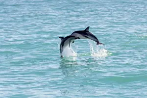 Jump Prints: Two Hectors Dolphins -Cephalorhynchus hectori- meeting in the air while jumping out of the water