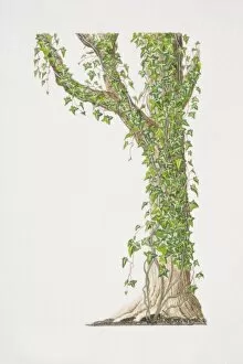 Tree Trunk Gallery: Hedera helix, Common Ivy or English Ivy growing on tree trunk and branches