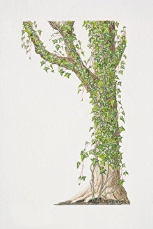Images Dated 29th June 2006: Hedera helix, Common Ivy or English Ivy growing on tree trunk and branches