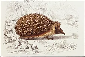 Photodisc Collection Prints: Hedgehog