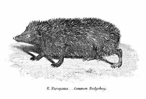 Images Dated 29th July 2016: Hedgehog engraving 1803