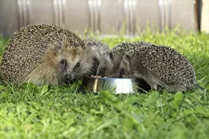 Images Dated 15th September 2014: Hedgehog -Erinaceus europaeus-, female and young animals, 4 weeks
