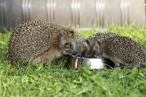 Images Dated 15th September 2014: Hedgehog -Erinaceus europaeus-, female and young animals, 4 weeks