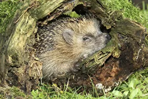 Adult Animal Gallery: Hedgehog -Erinaceus europaeus- in old tree stump, Allgau, Bavaria, Germany