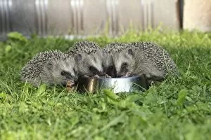 Images Dated 15th September 2014: Hedgehog -Erinaceus europaeus-, young animals, 4 weeks, feeding from feeding bowl in the garden