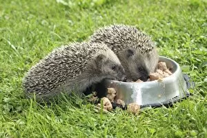 Images Dated 14th September 2014: Hedgehog -Erinaceus europaeus-, young animals, 4 weeks, feeding from feeding bowl in the garden