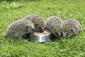 Images Dated 14th September 2014: Hedgehog -Erinaceus europaeus-, young animals, 4 weeks, feeding from feeding bowl in the garden