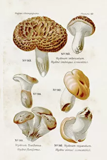Images Dated 9th May 2017: Hedgehog mushroom 1891