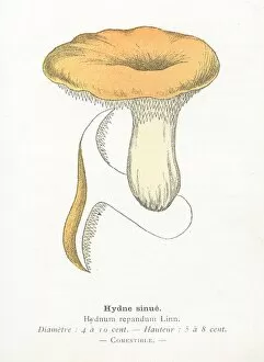 Images Dated 29th January 2018: Hedgehog mushroom engraving 1895