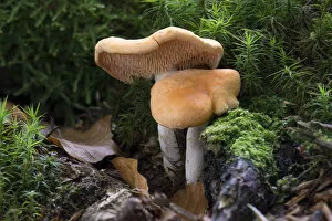 Images Dated 24th September 2014: Hedgehog Mushroom -Hydnum repandum var. Rufescens-, Monchbruch forest, Russelsheim, Hesse, Germany