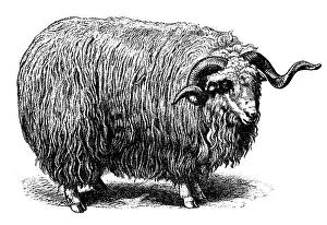 Ram Animal Prints: Heidschnucke sheep
