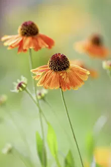 Images Dated 23rd January 2018: Helenium