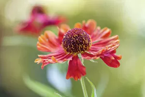 Images Dated 20th June 2018: Helenium flower