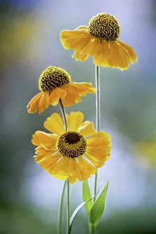 Captivating Floral Photography by Mandy Disher Collection: Helenium flowers
