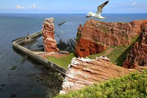Rock Face Gallery: Helgoland with Lange Anna