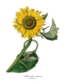 Images Dated 18th February 2019: Helianthus annus, Sunflower Plants, Victorian Botanical Illustration