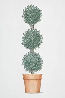 Images Dated 21st August 2006: Helichrysum Poodle, trained to grow in three balls atop another
