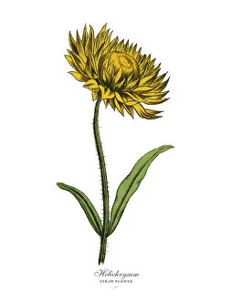 Images Dated 19th February 2019: Helichrysum or Straw Plant, Victorian Botanical Illustration
