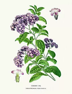 Single Flower Collection: Heliotrope flower