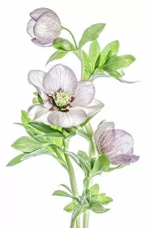 Captivating Floral Photography by Mandy Disher Collection: Hellebore