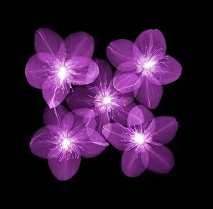 Flowers and Plants Inside Out Gallery: Hellebore (Helleborus hybridis), X-ray