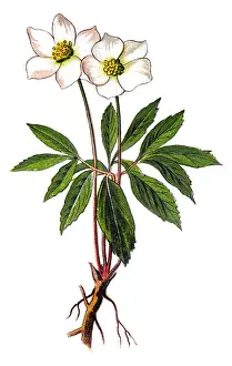 Helleborus niger, commonly called Christmas rose or black hellebore