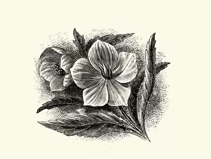 Scientific Gallery: Helleborus viridis, green hellebore, poisonous plant, Botanical art print