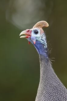 Animal Portrait Gallery: Helmeted guinea-fowl -Numida meleagris-, Wilderness National Park, South Africa