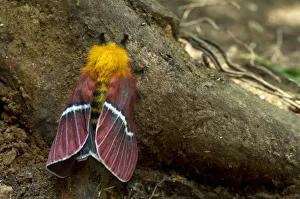 Images Dated 6th April 2012: Hemileucine Giant Silkmoth -Pseudodirphia menander-, Monteverde, Puntarenas Province, Costa Rica