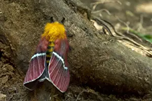 Lepidoptera Prints: Hemileucine Giant Silkmoth -Pseudodirphia menander