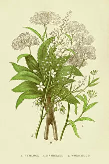 Images Dated 25th July 2016: Hemloc Mandrake Worwood illustration 1851