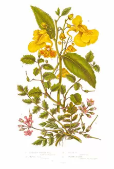 Images Dated 22nd June 2015: Hemlock and Balsam Victorian Botanical Illustration