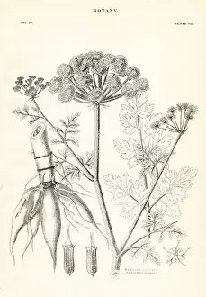 Images Dated 10th April 2017: Hemlock engraving 1877