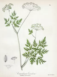 Images Dated 28th April 2017: Hemlock parsley botanical engraving 1843